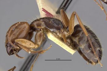 Media type: image;   Entomology 21597 Aspect: habitus lateral view